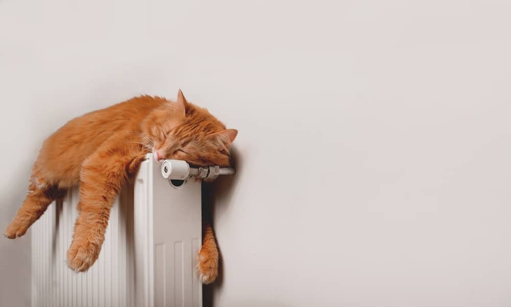 chat roux allongé sur un radiateur chauffé par GazelEnergie