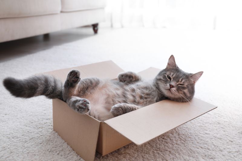 Un chat confortablement installé dans un carton