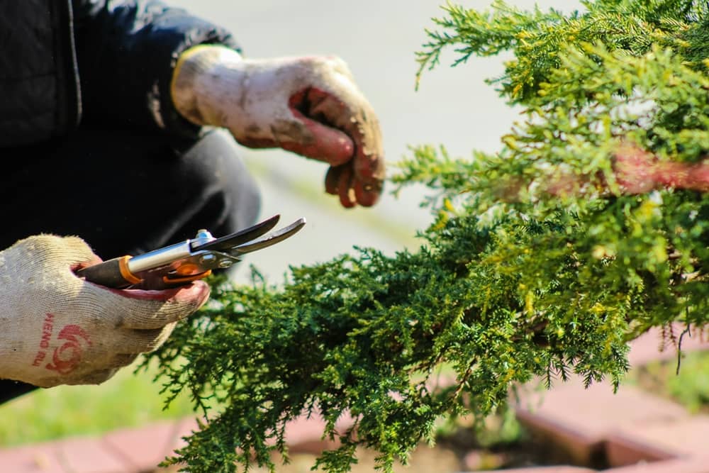 personne faisant du jardinage après avoir reçu une box Permacool