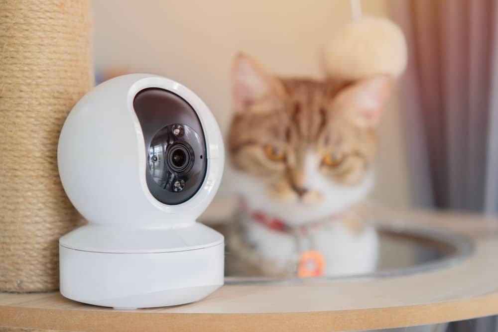 caméra de télésurveillance SEPSAD installée à côté d'un chat