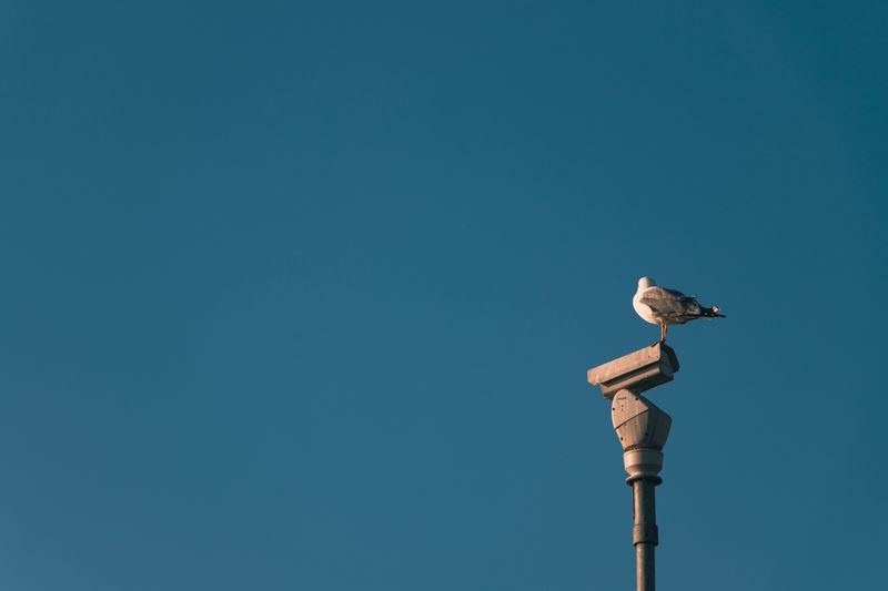 mouette posée sur une caméra de télésurveillance LCL et Nexecur